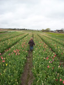 tulpen pflücken im feld