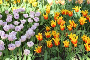 Tulpen im Keukenhof